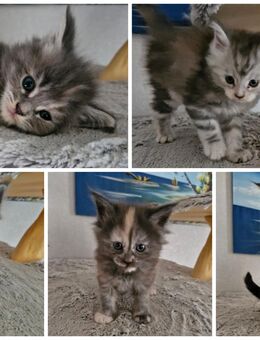 Maine Coon Kitten - Breitungen (Werra)