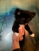 2 zuckersüße Chihuahua Welpen suchen ein zu Hause ❤️ in 42697