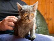 Siam Mix Kitten - Dingolfing