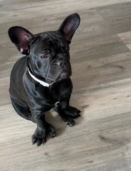 Französische Bulldogge Hündin Welpe - Detmold
