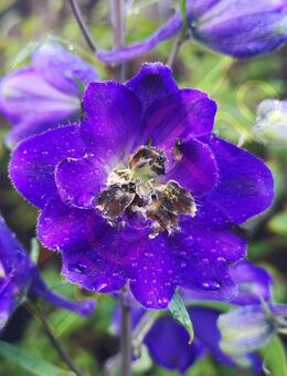 Rittersporn Samen SWR Treffpunkt Blau Violett Bienen Hummel rittersporne wilderRitter Sporn Saatgut Rittersporne Garten Pflanze Blumen Ritterspornsamen blau lila Blüten garden Vatertag Bienenmagnet Saatgut Biene Saat Frühling Blumenwiese - Pfedelbach