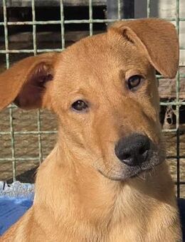 Skipbo - Goldiger Hundejunge - Obertshausen