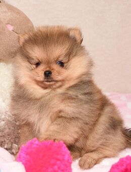 Reinrassige Pomeranian Zwergspitz Welpen - Detmold