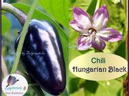 ♥ Schwarze Chili Hungarian Black Schärfe 2 Samen,Rarität,Garten Tulpenstolz,Garten,samenfest - Hamburg