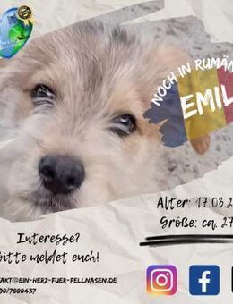 EMIL - einer von 6 (kleinen) Rabauken - Waakirchen