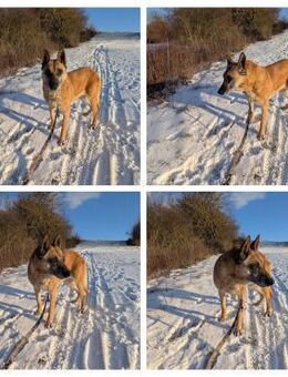 Herz in Not - RUBY in 91616 ‼️🆘‼️ - München