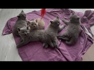 5x BKH Kitten Babys Katzen Kater männlich weiblich Männchen Weibchen - Frankfurt (Main) Bornheim