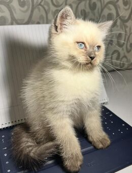 Katzen Kitten - Gladbeck Zentrum