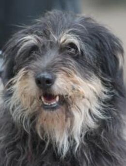 Timmy - freundlich & verschmust - Lohmar