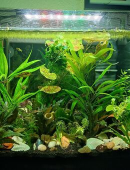 Aquariumbecken Flex Nanu 57 L komplett - Hannover Herrenhausen-Stöcken