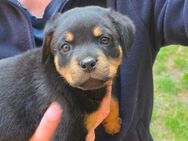 Rottweiler Welpen Hündinnen - Bremerhaven