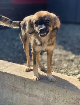 Erna bringt dich zum Lächeln - Celle