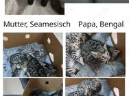 Bengal Seam mix Kater - Bad Bergzabern