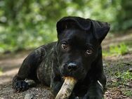 Wunderschöne black brindle Cane Corso Welpen - Trier