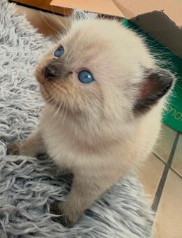 Maine coon - Persa mix kitten - Friesoythe