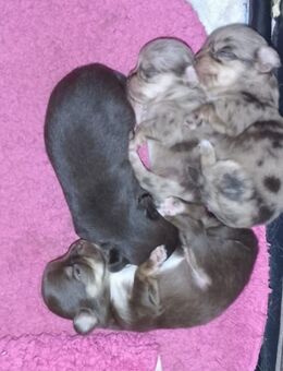 Chihuahua Welpen , reinrassig, lang Haar - Hannover Mitte