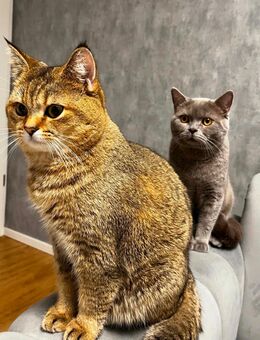 Britisch kurz haar Kater - Berlin