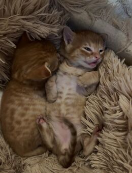 Kitten suchen liebevolles Zuhause - Elmshorn
