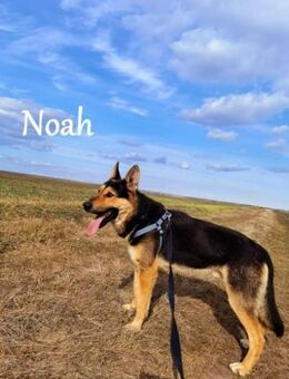 Noah, sensibel und menschenbezogen - Bonndorf (Schwarzwald)