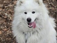 Samojeden-Rüde "Cooper" sucht liebevolles Zuhause - Rudelzhausen