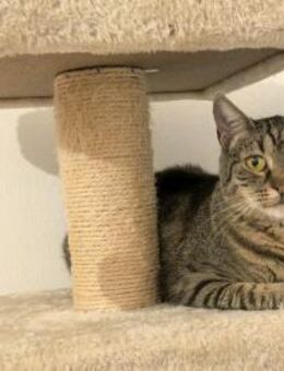 ✨Sanfte Crina sucht Liebe✨ - Eislingen (Fils)