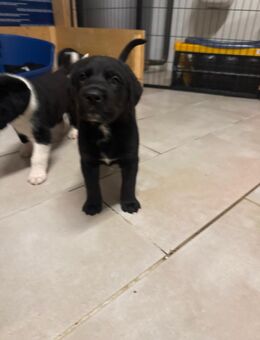 Bernersennenhund x Deutschkurzhaar - Wardow