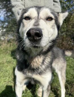 Carlos - schenkst Du ihm ein Zuhause? - Köln