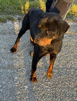 Betty treue Rottweiler-Dame - Amtzell