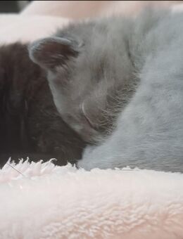 Mischling kitten - Essen