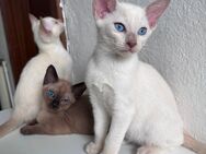 Siam - Mix Kitten suchen liebevolles Zuhause - Kaltenkirchen