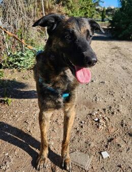 Hades ist sehr anhänglich und super lieb - Laatzen