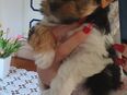 Yorkshire terrier welpen Biewer mit Ahnentafel in 49685
