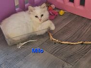 Heilige Birma Kitten in gute Hände abzugeben - Paderborn