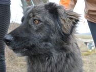 Findelkind Xaver sucht ein Zuhause - München