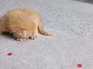 Katzenbabys - Oberhausen