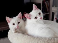 Kitten Katzenbabys BLH-Mix Kätzchen - Guntersblum