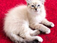 Sibirische Waldkatze - Neva Masquarade - Kitten - Katzenbabys - Kaetzchen - Berlin