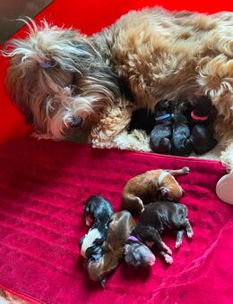 Havaneser Welpen - Angermünde