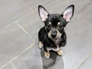 Chihuahua Mix Welpe 4 Monate - Neukirchen (Hessen)