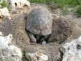 Landschildkröten (Testudo Greaca Iberia) Nachzuchten 2011-2023 aus Freilandhaltung in 51375