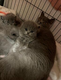 Reinrassige Bkh kitten - Duisburg