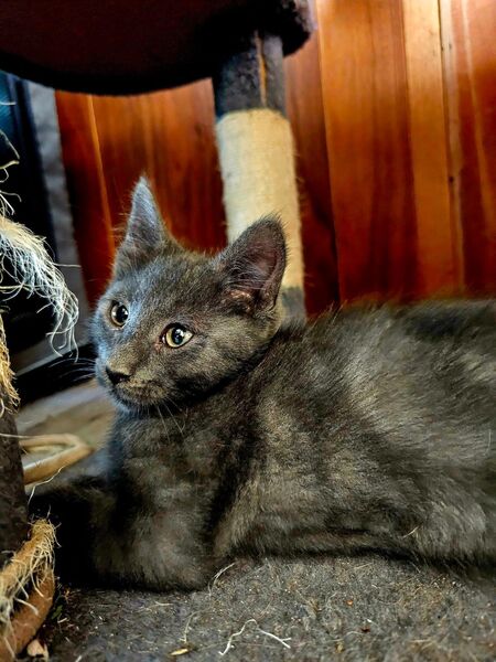 MainCoon Mixe 12 Wochen alt. - Berge (Brandenburg)