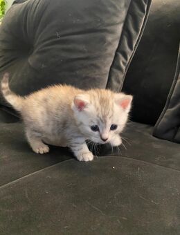 Katzenkinder 🐱❣️ Kitten - Reinbek