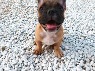 Echte Retro-Bulldogs - Nicht für Jedermann, aber vielleicht für DICH?Französische Bulldoggen wie früher - Der Standard lebt! - Plüderhausen