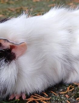 Junge,wunderschöne Meeriböckchen abzugeben - Kirchlengern