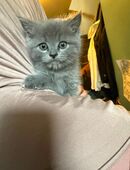 Bkh kitten in 21077