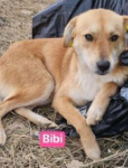 Bibi und Tina - traurige Geschichte - Berlin