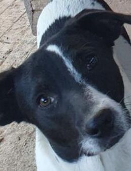 SIMON-hübscher,lebensfroher Jung-Rüde - Rösrath