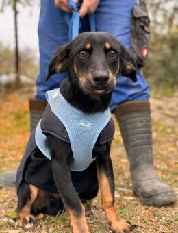 Sonic auf der Suche nach einen Zuhause - Berlin