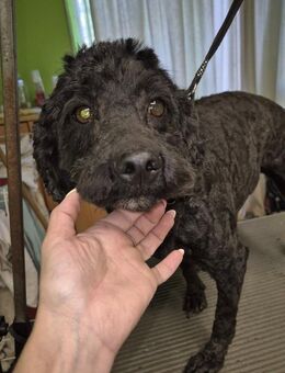 🌷 Masha kleines Puli-Mischlingsmädche - Kassel